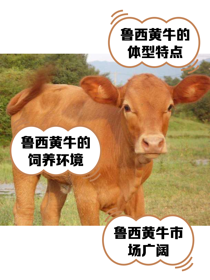 镇江最新医保取现黄牛方法分析(最方便真实的镇江医保取现黄牛怎么取方法)